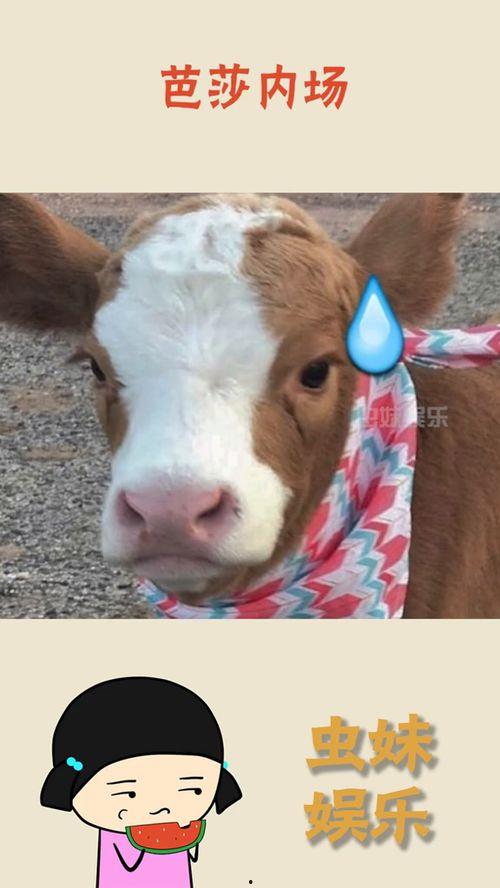 娱乐吃瓜酱鼻塞,揭秘明星们的健康小秘密